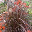 Pennisetum setaceum 'Rubra'